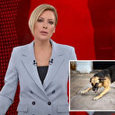 Spiker mi provokatör mü? Gülbin Tosun'dan Cumhurbaşkanı Erdoğan'a sokak köpekleri üzerinden ayaklanma tehdidi