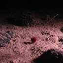 Découverte d'un étrange "oxygène noir" dans les abysses du Pacifique