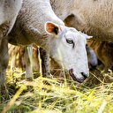 Grèce: Des moutons "enterrés vivants" dans un foyer de peste ovine
