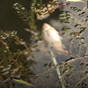  Balık ölümleri endişeye yol açtı