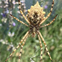 Dünyanın en zehirli örümceklerinden 'loplu örümcek' Aksaray'da görüldü