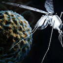 İsrail'de Batı Nil Virüsü'nün yayılışı durdurulamıyor: 46 kişi öldü