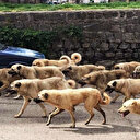 Sahipsiz hayvanlar nereye götürülecek? İşte sahipsiz köpek düzenlemesine ilişkin merak edilenler