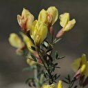 İzmir'de bilim adamından büyük başarı: İzmirborçağını literatüre kazandırdı