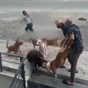 Beylikdüzüʼnde ağızlık olmadan gezdirilen pitbull cinsi köpek başka bir köpeğe saldırdı