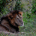 Les chasses organisées pour les occidentaux menacent d'extinction les 23 000 lions captifs en Afrique