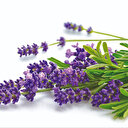 Yaz meyveleriyle serinleten lezzetler