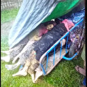 Birmanie: Plus de 200 Rohingyas tués près de la frontière bangladaise