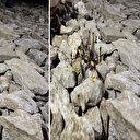 Türkiye'de ortaya çıktı: Beslenme şekli ve büyüklüğü görenleri dehşete düşürdü