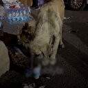 İzmir’deki yangında alevlerden kurtulan köpek kana kana ayran içti