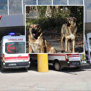 Sahipsiz köpekler yaşlı kadına dehşeti yaşattı: Bahçede otururken bir anda saldırdılar