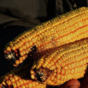 La Russie prévoit d'exporter 60 millions de tonnes de céréales en 2024