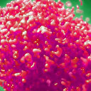 Maymun çiçeği kaç günde belli olur? MPOX M çiçeği belirtileri neler?