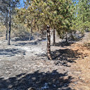 Tokat'ta ormanlık alanda yangın: Alevlerle mücadele sürüyor