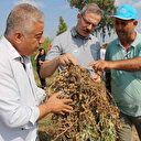 Türkiye'de en fazla Adana'da üretiliyor: Kanserden kalp hastalıklarına birçok faydası var