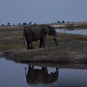 Lutte contre la sécheresse: La Namibie prévoit d'abattre 83 éléphants
