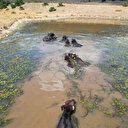 Burası Afrika değil Ankara: Kızılcahamam'da belgesellik görüntüler