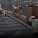 İstanbul Silivri’de sürü halinde gezen sahipsiz köpekler tedirginliğe neden oluyor