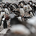 Fransa'da kuş gribine karşı aşı: Penguenler üzerinde test edildi