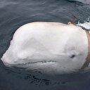 Rusların casus balinası Hvaldimir öldü