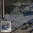 İzmir'de çevre kirliliği faciası: Bakanlıktan CHP'li belediyeye ceza yağdı