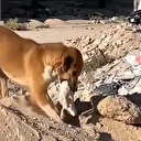 İsrail vahşeti hayvanları da vurdu: Siyonist saldırılarında ölen kediyi köpek toprağa verdi