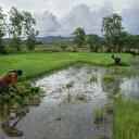 Cambodge: un projet controversé de crédits carbone relancé