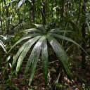 La pollution à l'ozone réduit la capacité à absorber le CO2