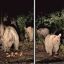Nemrut kraterinde sürü halinde görüntülendi 