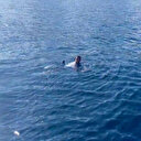 Yüzerek Yunanistan'a geçmeye çalışırken yakalandı