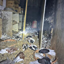 İzmir'de çatı katında yangın: Yaklaşık 100 güvercin öldü