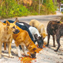 Mama paraları at yarışına gitmiş