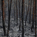 Le Portugal met fin aux incendies de forêt