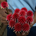 La fleur d'Inirida, emblème de la COP16 et de l'Amazonie