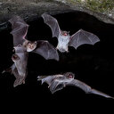 Japonya'da yarasa alarmı: Koronavirüsten daha ağır virüs tespit edildi