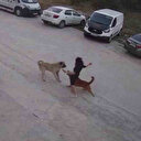 Tekirdağ'da sahipsiz köpek dehşeti: Köpeğini korumak için kendini siper etti