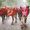 Dergilik: Dilin şiir hali