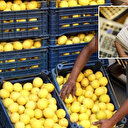 Üretici ve market arasındaki en büyük fiyat farkı limonda