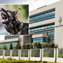 CHP başvurmuştu: AYM'den 'köpek yasası' ile ilgili yeni karar