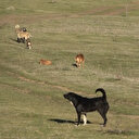 Samsun'un kırsal mahallelerinde sahipsiz köpekler yüzünden çocuklar okula gidemiyor