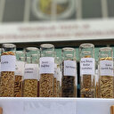 Ata tohumu dönemi başlıyor: Artık marketlerde de satılacak