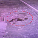 Kaybolan bozayı yemlerle ve tuzaklarla aranıyor