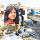 Barınak boş köpekler sokakta