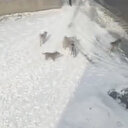 Sahipsiz köpeklerin kurbanı Eslem'in ölümünde büyük ihmal: 4 gün önce de çocuklara saldırmışlar