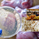 Öldüren Salmonella bakterisi: 48 saate kadar insan vücudunda üreme yapabiliyor