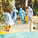 Japonya'da kuş gribi alarmı: Birçok şehre yayıldı