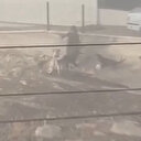 Sahipsiz köpeklerin saldırısına uğrayan hamile kadın kamyonet sürücüsü sayesinde canını kurtardı