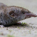 Bilim adamları Kuzey Amerika'da ilk henipavirüsü keşfetti: Pandemiye dönüşebilir mi?