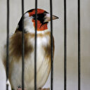 En Algérie, des associations appellent à préserver le chardonneret menacé