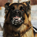 Hatay'da kuduz köpek alarmı: Mahalle karantinaya alındı